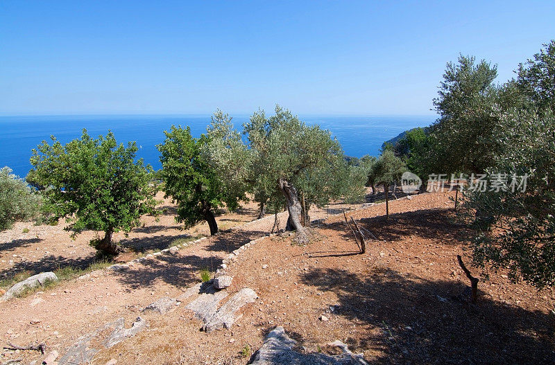 海边农场的田园橄榄树，可以看到地中海的景色