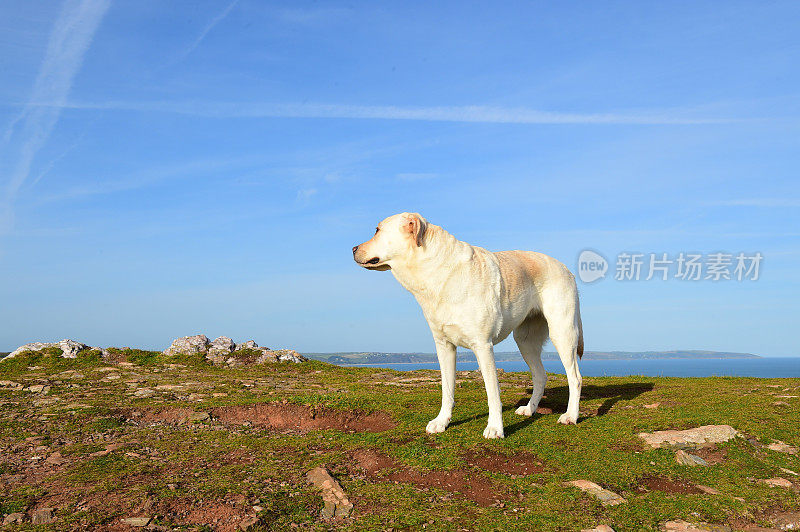 德文郡拉布拉多寻回犬