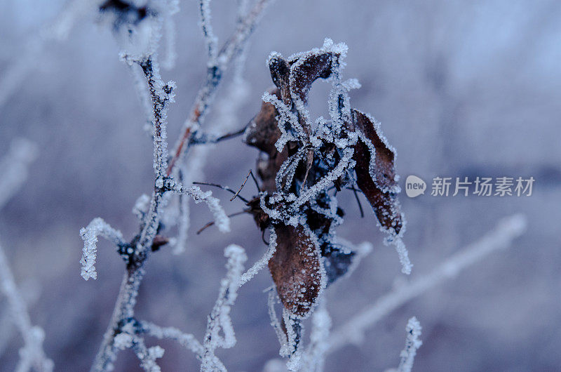 霜冻下的树枝上冻僵的叶子。带有复制空间的景观