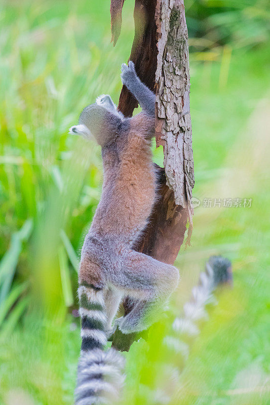 环尾狐猴在爬树