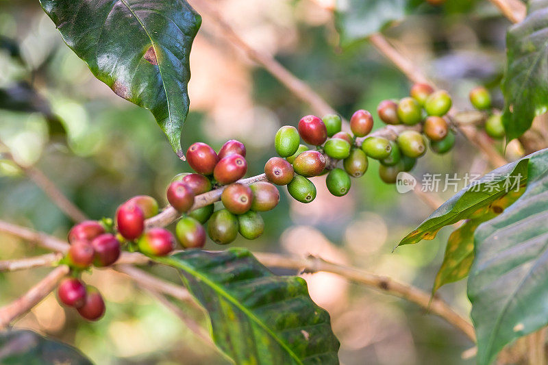 泰国清莱邦康的咖啡浆果在树枝上成熟