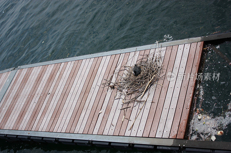 一只鸟坐在码头上的巢里