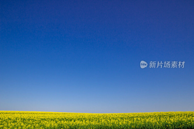 北海道的油菜田