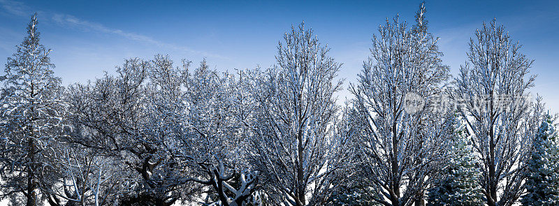 雪树