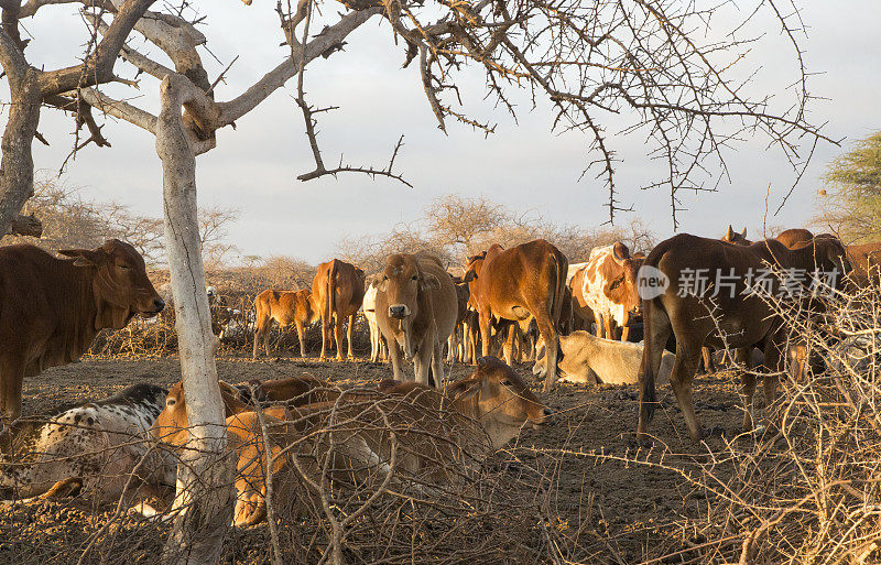 安博塞利附近的马赛村清晨有牛和月亮。肯尼亚,非洲东部