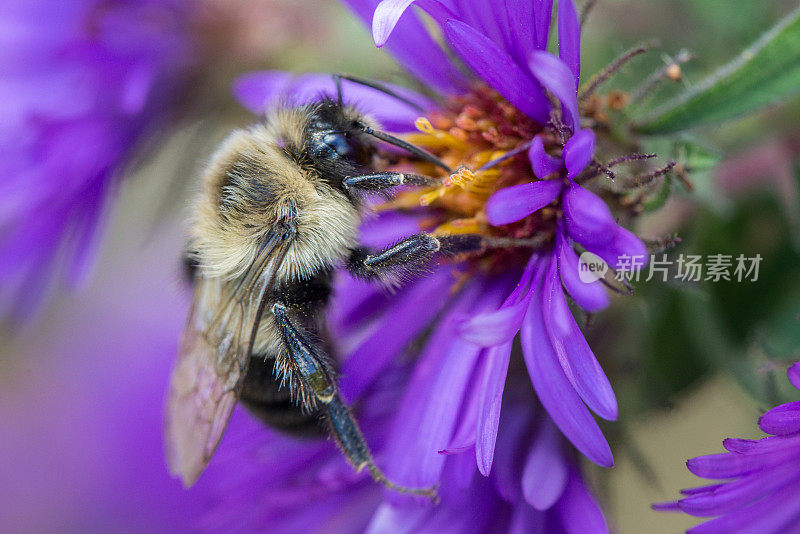 大黄蜂在一朵紫色的野花上