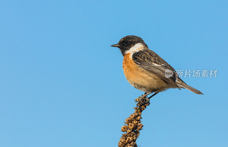 雄性欧洲石鳖(石鳖石鳖)栖息在毛蕊上