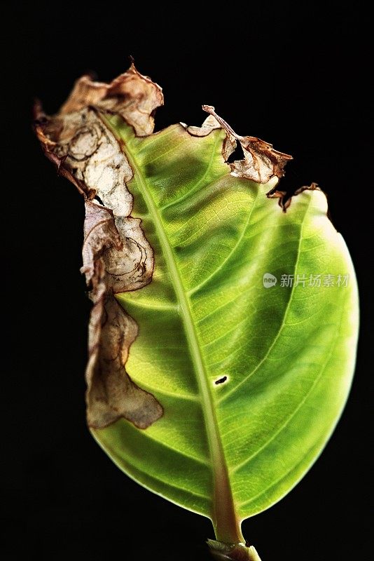 腐烂的叶子在黑色的背景。