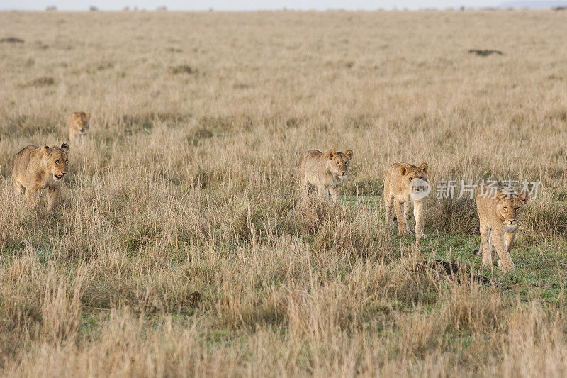 非洲狮群狩猎猎物