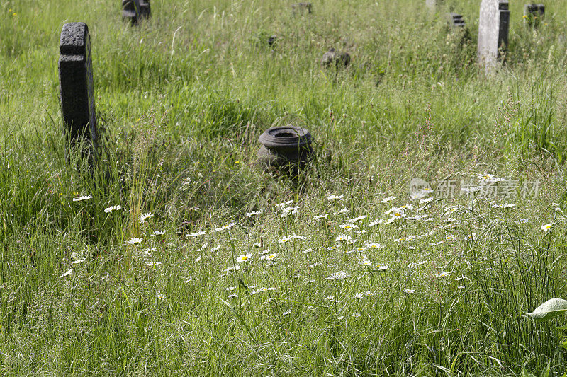 墓园为自然保留白牛眼菊白菊花