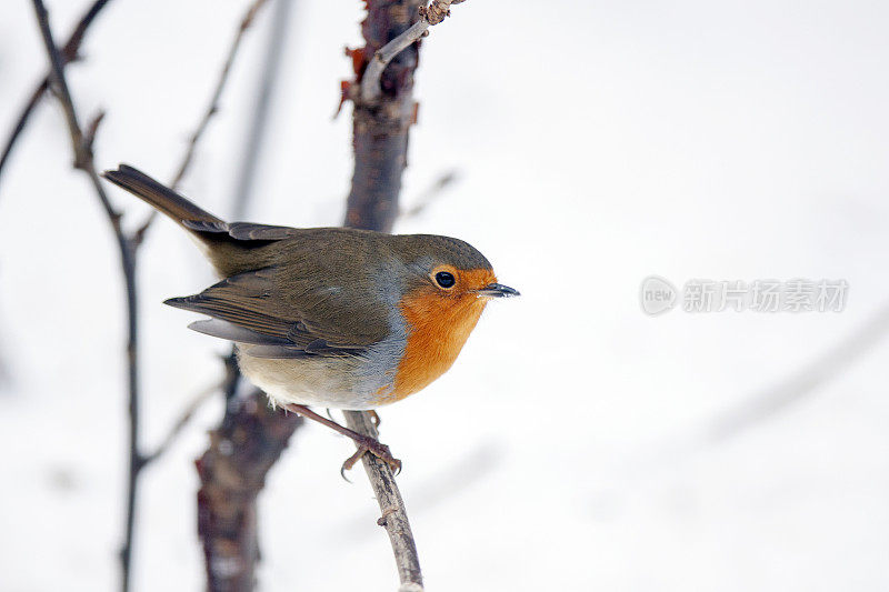 罗宾(红心rubecula)