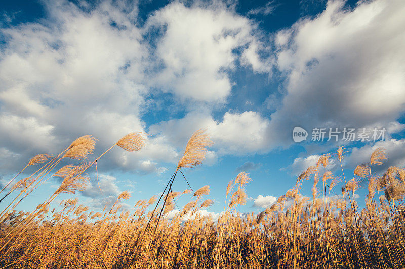 毛茸茸的芦苇场