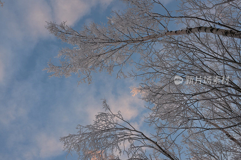 在蓝天的背景下，树上的雪树枝