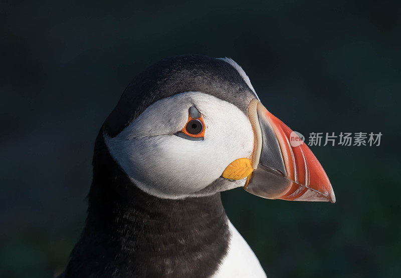 角嘴海雀