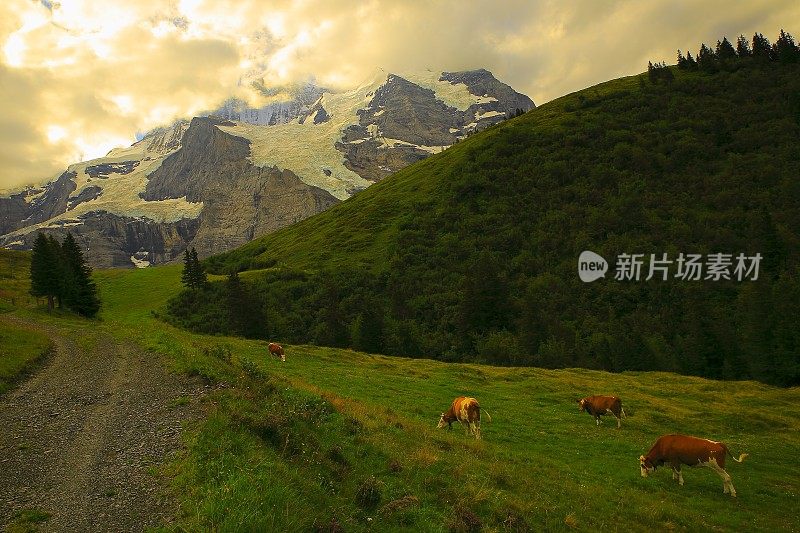 泥土路和奶牛放牧和童话般的景观在戏剧性的日出:田园诗般的山谷和草地，戏剧性的瑞士雪山，田园诗般的乡村，伯恩斯高地，瑞士阿尔卑斯山，瑞士