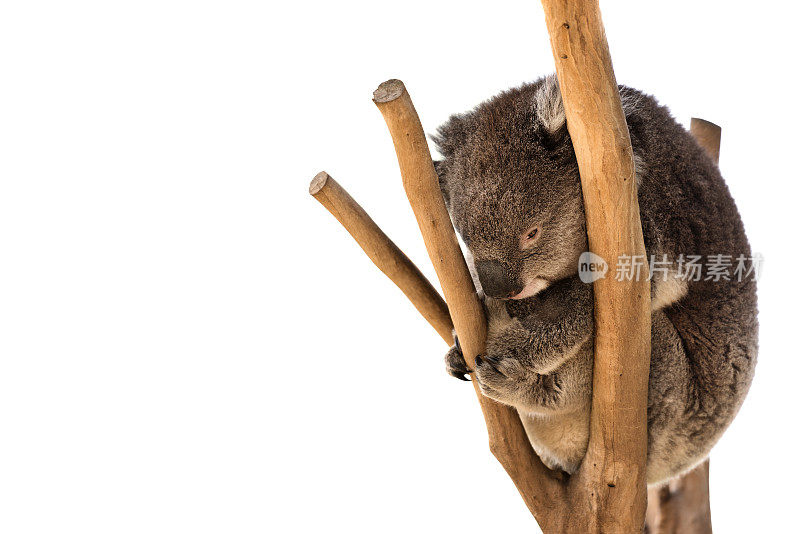 澳大利亚树袋熊在树上孤立