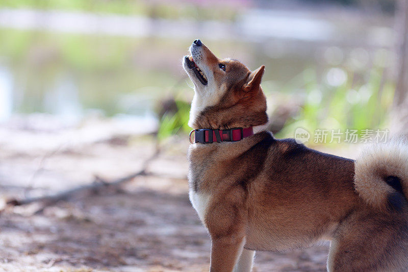 公园里的狗狗柴犬