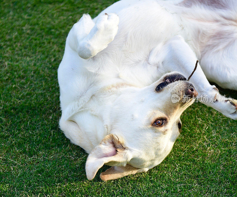 玩得开心的拉布拉多寻回犬