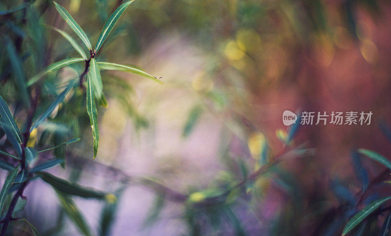 柳枝在自然的阳光下。花浸