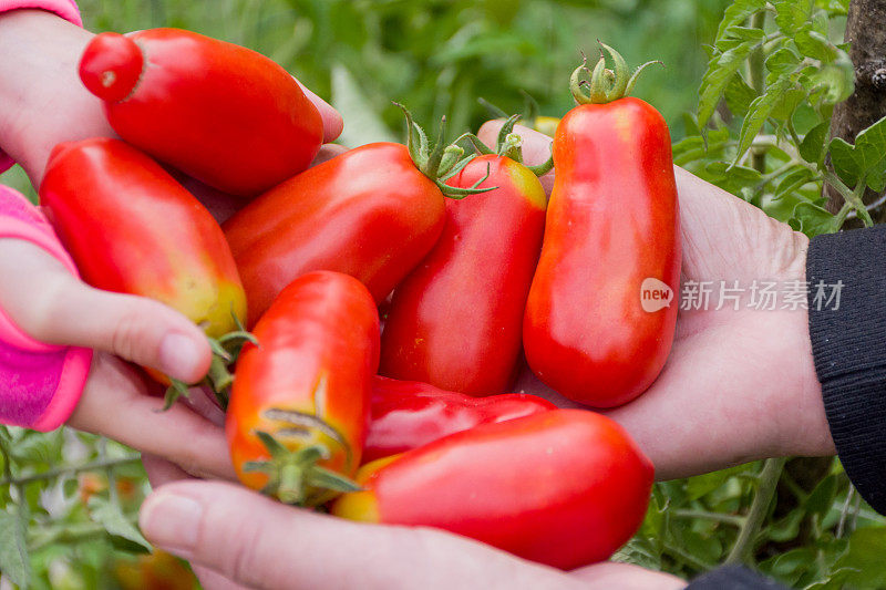 外孙女和外祖母在有机蔬菜园里捡起番茄-近距离的手