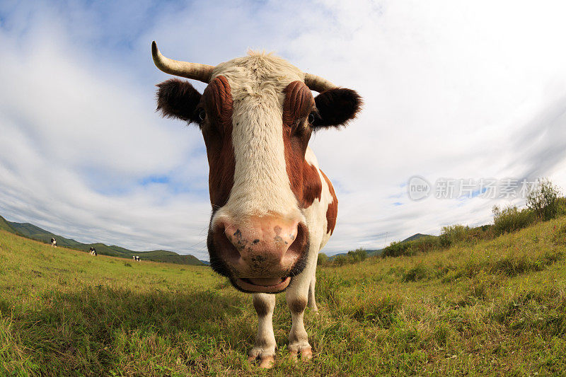 草原上的奶牛好奇地看着摄像机