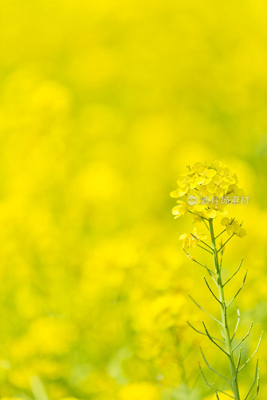 油菜花在春天