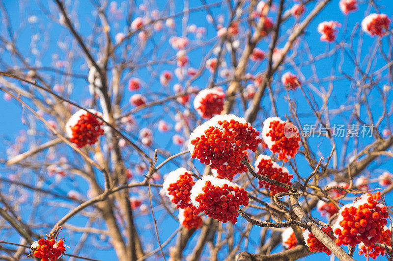 花梨花在雪中，清澈的蓝天为背景