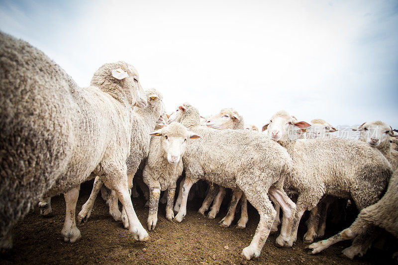 在一个农场的畜栏中一群羊的近广角视图