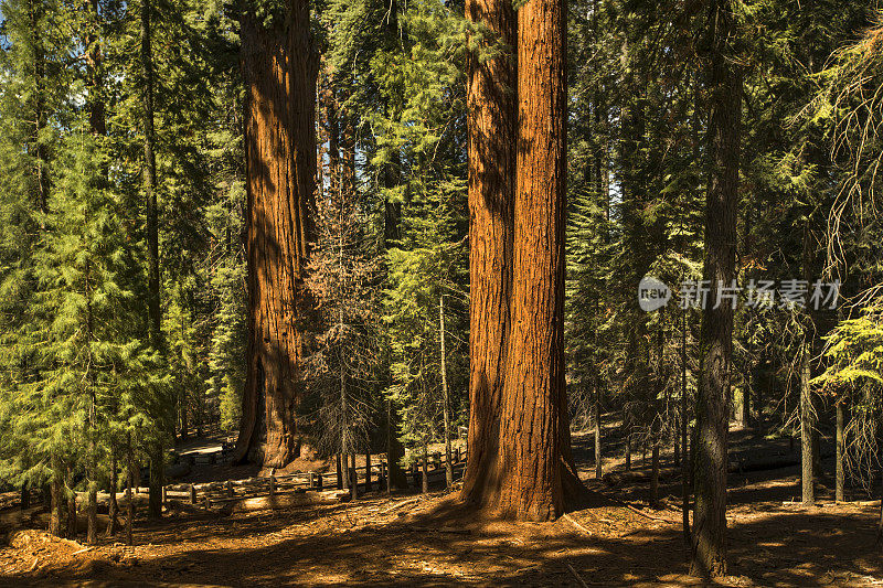 美国加州红杉国家公园的巨型森林