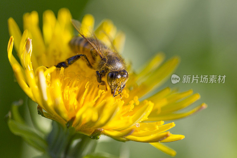 蜜蜂在蒲公英上