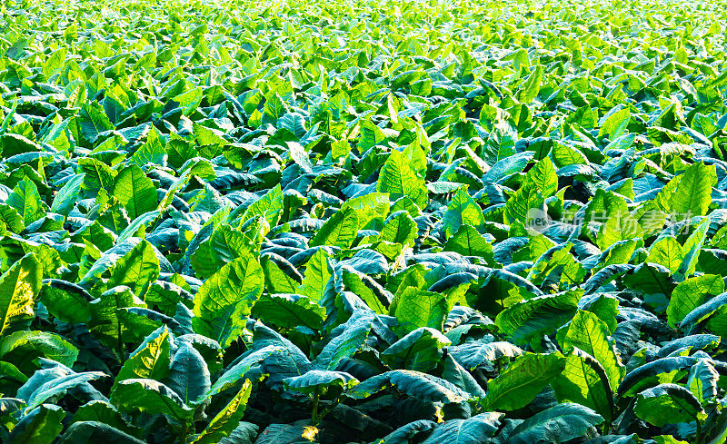 农业中烟草种植及烟叶种植。