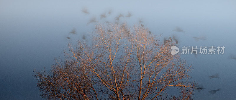 树梢上的一群乌鸦