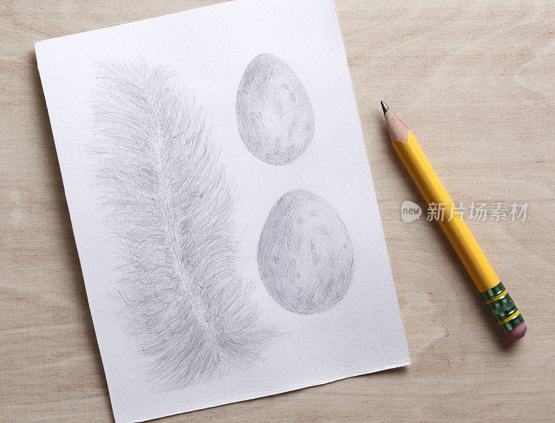 羽毛和鸡蛋铅笔画