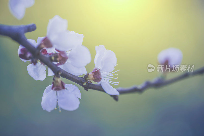 春天草地上的花朵