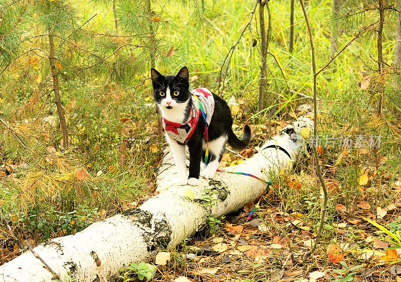 在秋天的森林里，一只穿着衣服的家猫沿着一根桦树原木走着。