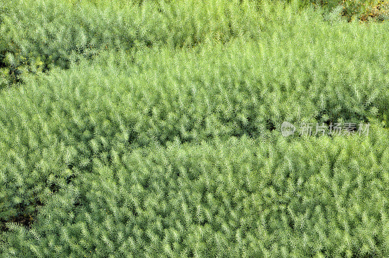 油菜花领域