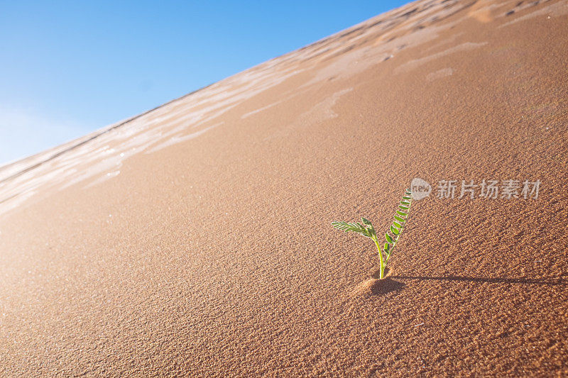 生活在沙漠