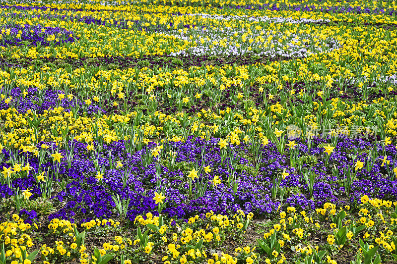 公园里黄色和紫色的花是春天的时候