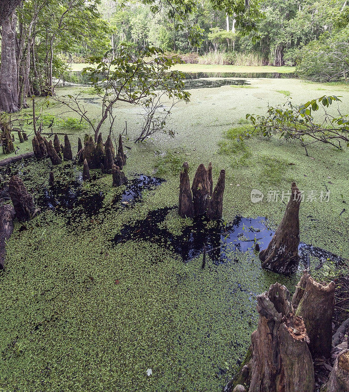 佛罗里达州基西米附近的芦苇溪沼泽