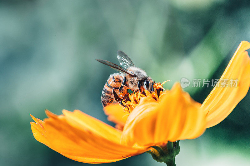 蜜蜂从花上采集花粉