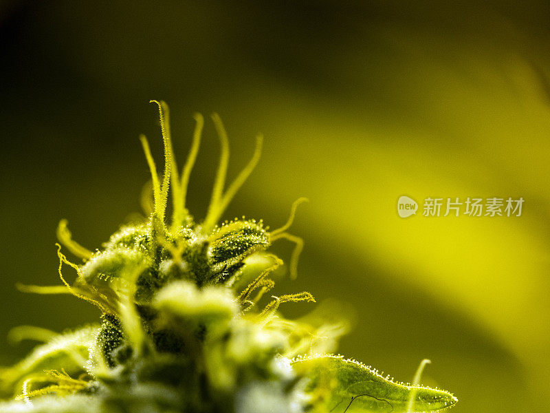 医用大麻植物特写