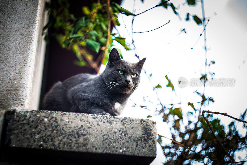 在户外有绿眼睛的不爽黑猫