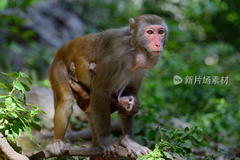 母猴子和它的宝宝