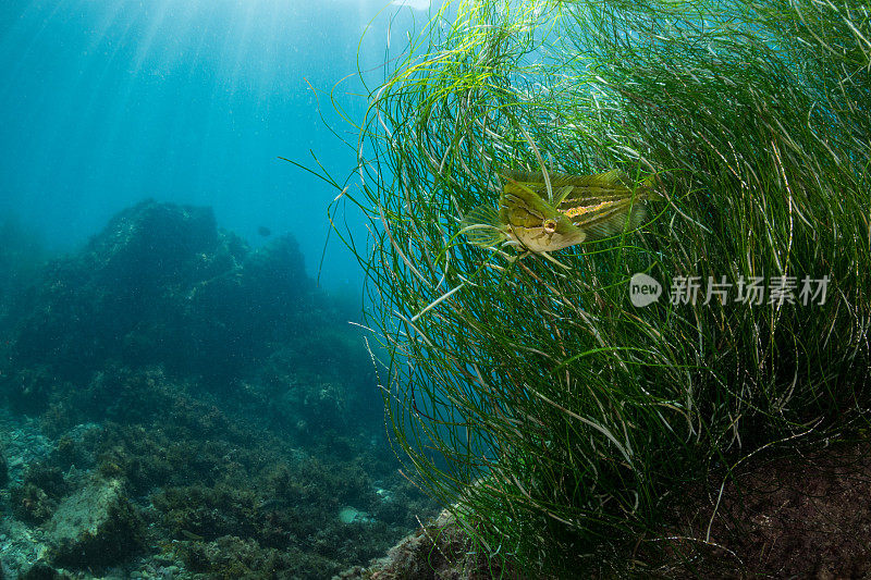 鳗鱼草中的巨型海带鱼