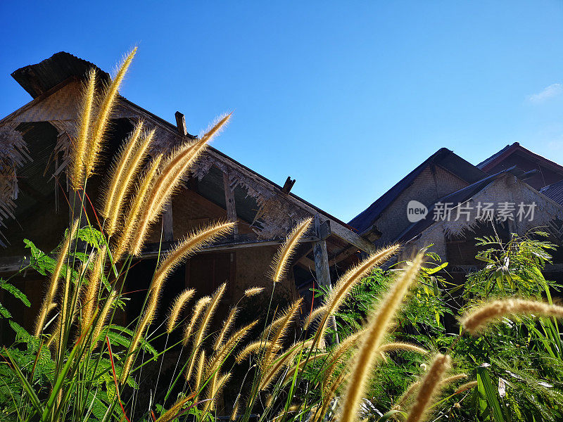 芦苇旁边被遗弃的废弃小屋