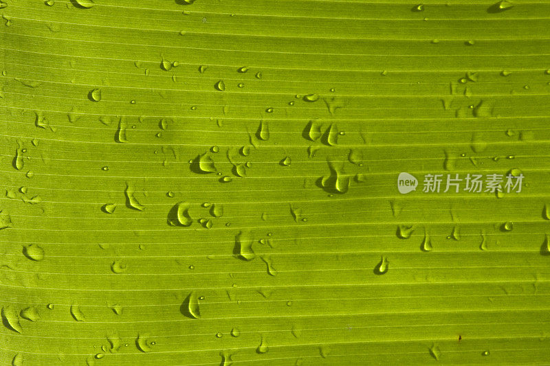 带雨滴的叶子