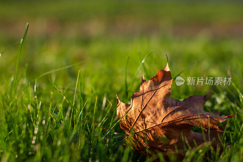 阳光下的草叶-自然背景