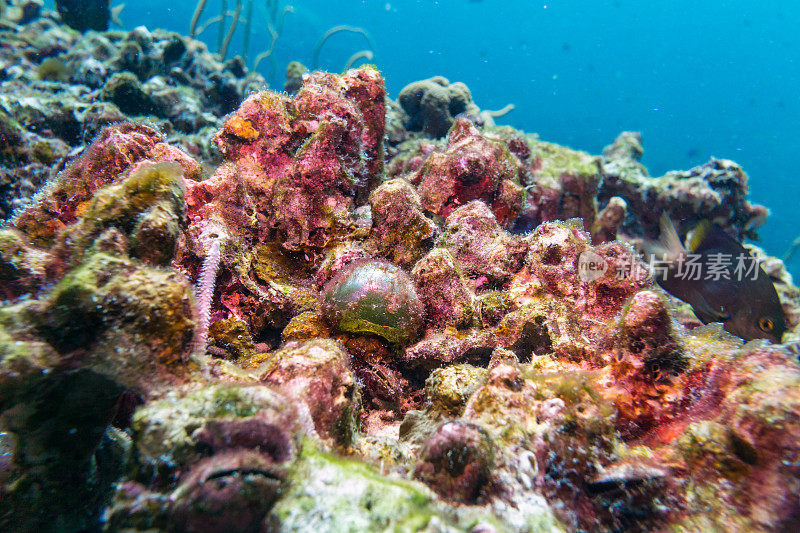 水下气泡藻(Valonia心室藻)水手的眼球或海珍珠