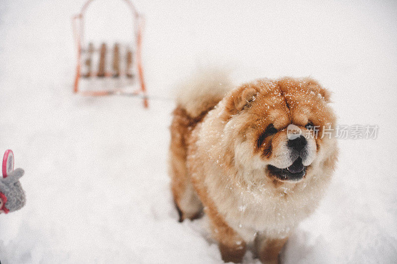 雪中的聚会时间