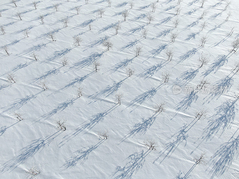 结霜的果树在雪地上投下长长的、寒冷的影子